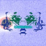 X-rays and Neutron Beams Reveal Inner Workings of Switch that Regulates Basic Cellular Functions