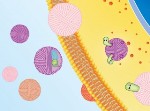 Nanoscale DNA Cocoons Target Cancer Cells