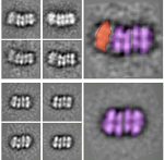 Scientists Pinpoint Crucial Steps in DNA Replication