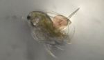 Plastic Nanoparticles Can Negatively Affect Organisms in Freshwater Bodies