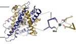 University of Zurich Biochemists Reveal Structure of Iron-Transport Protein
