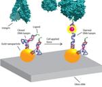DNA-Based Tension Probes Map How Cells Mechanically Sense Their Environments