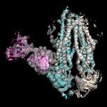 Cryo-Electron Microscopy Helps Determine Structure of Asymmetrical ABC Transporter Complex
