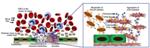 Artificial Platelet-Like Nanoparticles Combine Morphological and Surface Chemical Properties of Natural Platelets