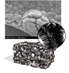 Researchers Grow Forests of Carbon Nanotubes Directly on 3-D Substrates