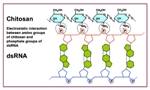 Researchers Receive US Patent for Genetics-based Nanotechnology to Safely Kill Insect Pests