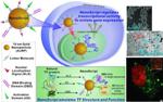 Scientists Invent Nanomaterial TF Protein Capable of Interacting with Endogenous DNA