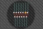 Novel Nanoparticles Can Simultaneously Perform MRI and Fluorescent Imaging in Living Animals