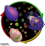 Cell Stays Alive with Nanoscale Film Coating