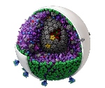 New Tool to Generate Editable Models of Mid-Size Biological Structures