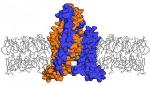 Researchers Examine TRAAK Channel Involved in Painful Touch Sensation at Molecular and Atomic Levels
