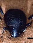 Wax Nanostructure on Beetle’s Back Harvests Water from Dew