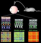 Hybrid Chemical/Genetic Therapy Helps Blind Mice Regain Light Sensitivity