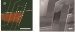 Piezoelectricity Demonstrated in Free Standing Single Layer of Molybdenum Disulfide