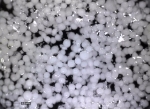 Physico-Chemical Formulation and Microfluidics Help Develop 3d Metamaterials