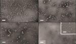 Two ‘Parent’ Nanoparticles Method Holds Promise for More Efficient Medical Treatments