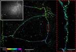 Scientists Discover Molecular Mechanisms Responsible for Adherens Junction Formation at the Nanoscale Level