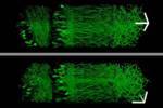 MIT Researchers Develop Novel Approach for Nanoscale Resolution Microscopy of Large Biological Samples