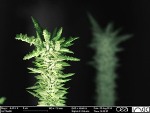 NanoART Contest of Nanoscopic Images Receives Additional Support of OCSiAl