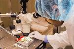 Researchers Isolate Single Manganese Oxide Nanowire as Li-Ion Battery's Functional Electrode Element
