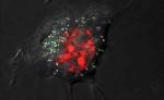 Carbohydrate Coating Could Reduce Toxicity of Silver Nanoparticles When They Penetrate Cells
