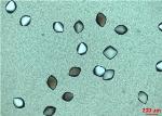 Real-Time X-Ray Scattering Techniques Help Observe Key Step in Protein Crystal Nucleation