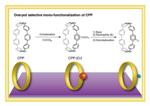 Novel Transition Metal-Complexed CPPs Hold Promise for Constructing Unprecedented Nanocarbons