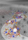 Negatively Charged Molecules Control the Where, When, and How of Calcium Carbonate Formation