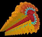 Synthetic, Safe Form of Ebola RNA to be Inserted in Plant Virus Nanoparticle for Early Detection