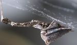 Researchers Study How 'Garden Centre Spider' Spins Nano-Scale Filaments