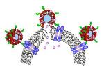 Proteins and Carbohydrates can be Conjugated to Nanoparticles