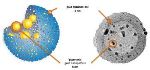 Quantum Rattles with Gold Nanoparticles Can Penetrate the Center of Cells