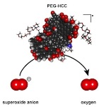 PEG-HCC Nanoparticle Can Catalyze Neutralization of Damaging Reactive Oxygen Species Molecules