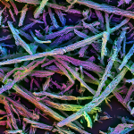 Novel 3D Vaccine Offers More Effective Method to Harness the Immune System to Fight Cancer