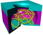 Zipping DNA Molecules Through Nanopores May Help Read Off Genetic Sequences