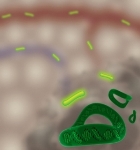 DNA Minicircles Show Promise for Early Detection of Cancer