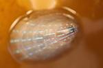 High-Resolution Structural Analysis Reveals 3D Nanoarchitecture of Photonic Structures in Limpet’s Shells