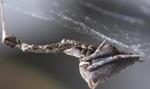 Garden Center Spider Could Inspire New Way to Make Nanofibers