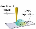 Simple, Effective Method to Untangle DNA