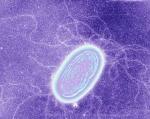 Discovery Could Help Engineer Bacteria to Produce Microbial Nanowires with Synthetic Biology Methods