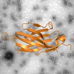 Researchers Determine Molecular Structure of Nanobody-P Domain Complex for Norovirus