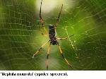 New Spider Silk Fibers Hold Promise for Regenerative Medicine
