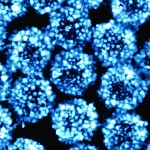 New Method to Mass-Produce Raspberry-Like Metamolecules That React to Light’s Magnetic Field