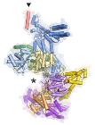 Complex ORC Protein Machine is Not Always ‘On’