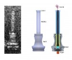 Disposable Molecular Ruler Helps Determine Length of Bacteria’s Nanoscopic Needle