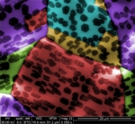 Geometric Relationship between Graphene and Substrate Determines Shape of Emerging Islands