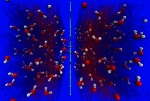 Slightly Imperfect Single-Layer Graphene Holds Promise for Future Hydrogen Fuel Cells, Water Filtration