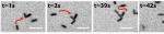 Candid Photo Could Help Resolve Controversial Claims About Assembly of Nanocrystals