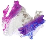 Advanced Infrared Imaging Technique Scans Samples to Directly Measure Cell Composition