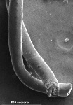 Biocompatible Carbon Nanotube Fibers May Enable Best Way to Communicate with the Brain